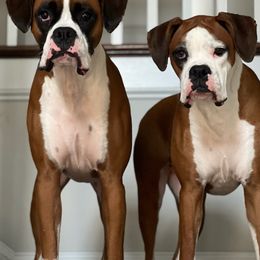 Boxers from Olde Mill Town Boxers