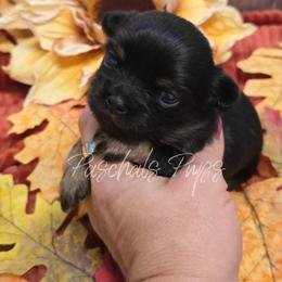 Winnie - Black and tan female Chihuahua puppy in Bowdon, Georgia from Paschal's Pups