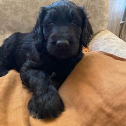 Black boy with white markings - Black male Goldendoodle puppy in Daphne, Alabama from Daphne Doodles