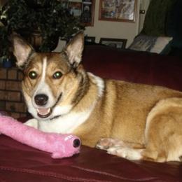 Pembroke Welsh Corgis from Rocking A Corgis