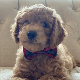 Labradoodle Puppies from Ruby Doo’s Doodles