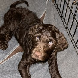 Grayson - Chocolate Goldendoodle puppy in Morrow, Georgia from High Society Kennel