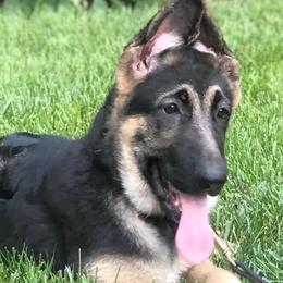 German Shepherds from Baskerville Shepherds
