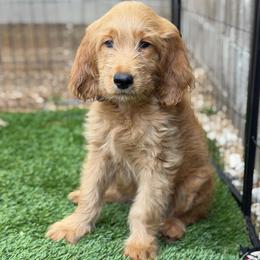 Burberry - Apricot male Goldendoodle puppy in Las Vegas, Nevada from Puppies of the West