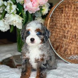 Nacho - Merle male Bernedoodle puppy in West Jordan, Utah from Doodles Friend