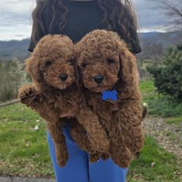 Max - Red  male Goldendoodle puppy in Bristol, Tennessee from 4goldendoodles