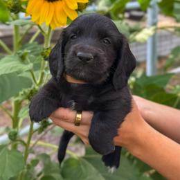 Sting (AKC solid black) - Black male Dachshund puppy in Waddell, Arizona from Neu Doxies