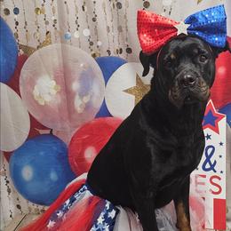 Tsuki - Rottweiler