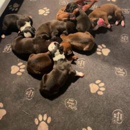 Fawn male 1 - Fawn male Boxer puppy in White Hall, Maryland from Beaut Boxers