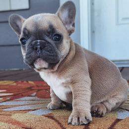Yellow collar - Blue fawn female French Bulldog puppy in Cordes Lakes, Arizona from Puppy Love AZ LLC