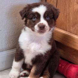 Penny - Red tri female Miniature Australian Shepherd puppy in Artois, California from Aloe Aussies