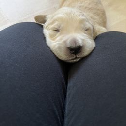 Golden Retriever Puppies from Mia Ragazza Golden Retrievers