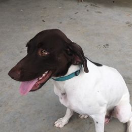 River - German Shorthaired Pointer