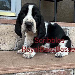 Scribbles - Black and white male Basset Hound puppy in Sidney, Nebraska from Royal Baez Basset