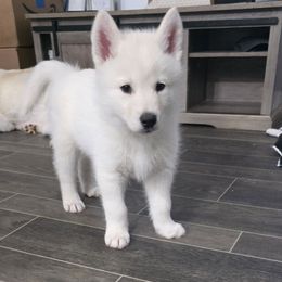 Rhaegar - 5 - White male Siberian Husky puppy in Stone Mountain, Georgia from House Callihan-Walker Kennel