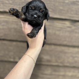 Sophie - Black and tan female Cocker Spaniel puppy in Lake, Mississippi from MGs Cockers