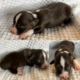 Hazel - Red tri female Toy Australian Shepherd puppy in Brooker, Florida from Honey, I Shrunk the Aussies