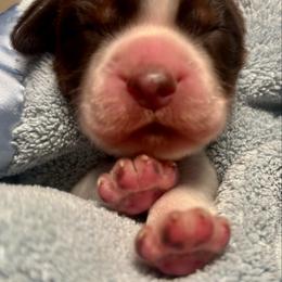 7 - Liver white and tan male English Springer Spaniel puppy in Natural Bridge, Virginia from Sara's English Springer Spaniels