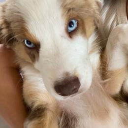 Indiana [Boy 5, Red Merle w/ Tail] - Miniature Australian Shepherd puppy from Starry-Eyed Mini Aussies with Tails