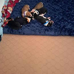 Basenji Puppies from Genesis Sighthounds