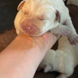 Boy 4 - Yellow male Labrador Retriever puppy in Isanti, Minnesota from Four Corners Family Labs