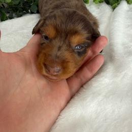Boone - Dapple male Dachshund puppy in Norwood, Missouri from A&J Weenies