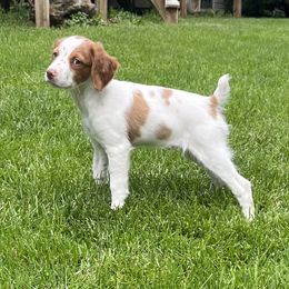 Brittany Puppies from Masterpiece Brittanys