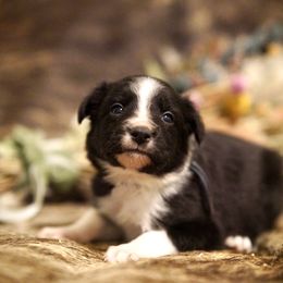 Pineapple - Black and white male Border Collie puppy in Lodi, California from R3 Sport Dogs (Rafter 3 Ranch)