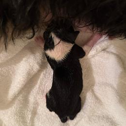 Boy Gray - Black and white male Bernedoodle puppy in Bend, Oregon from Bella Ridge Farms & Dapper Doodles