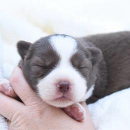 Typhoon - Red & white male Miniature Australian Shepherd puppy in Chickasha, Oklahoma from Rustic Lace