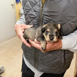 Vince - Salt and pepper male Miniature Schnauzer puppy in Comanche, Texas from Circle R Sidney