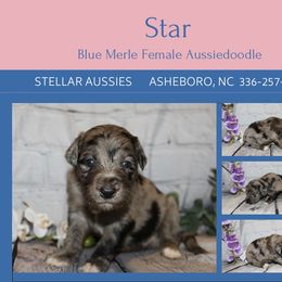 Star - Blue merle female Aussiedoodle puppy in Asheboro, North Carolina from Stellar Aussies
