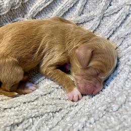 Miller - Red  female Goldendoodle puppy in Calhoun, Georgia from FamilyLoved Doodles