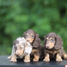 Dachshund Puppies from EntityDachs