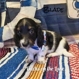 Blade - Black male Dachshund puppy in Grove, Oklahoma from Dachs on the lake