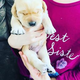 Labrador Retriever and Pembroke Welsh Corgi Puppies from Burress Family Farm and Kennels