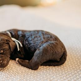 Dizzy Gillespie - Black male Labradoodle puppy in Orange, Virginia from Hillcrest Labradoodles