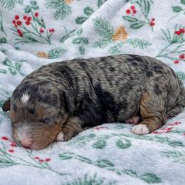 Lily - Tri-color female Bernedoodle puppy in Townville, South Carolina from Copper Creek Bernedoodles