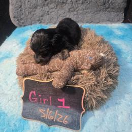 Maryanne - Black and tan female Dachshund puppy in Bigfork, Minnesota from Long Ears and Long Dogs Ranch