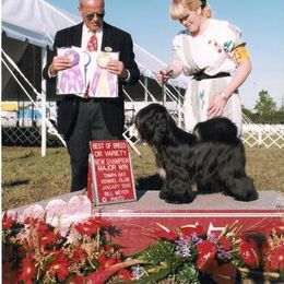 Tibetan Terrier All Grown Up from Kham Ra Tibetan Terriers