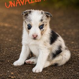 Meatlug - Blue merle female Border Collie puppy in Sanger, California from Flying M Cactus Ranch Buddies
