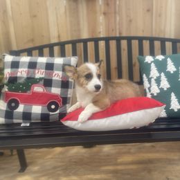 Sunny - Sable male Pembroke Welsh Corgi puppy in Hueytown, Alabama from AAA Corgis