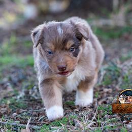 Miniature American Shepherd, Miniature Australian Shepherd, and Toy Australian Shepherd Puppies from Best Little Aussies