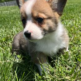 Hank - White and red male Pembroke Welsh Corgi puppy in Rolla, Missouri from Chapman Corgis