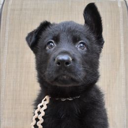 White Collar Girl - Black female German Shepherd puppy in Grants Pass, Oregon from Granville German Shepherds