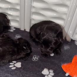 Arabella - Brindle female Scottish Terrier puppy in Mancelona, Michigan from Stefany Farm of Happiness