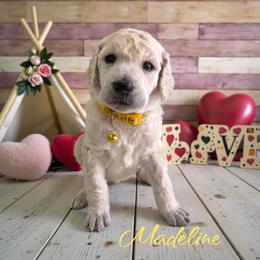 Madeline - Cream female Poodle puppy in Port Orange, Florida from Daytona’s Standard Poodles