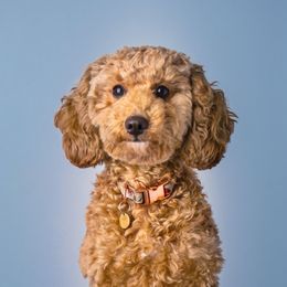 Goldendoodles from Nuttall's Goldendoodles