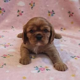 Paige - Ruby female Cavalier King Charles Spaniel puppy in Pennsylvania from Julie's Cavalier King Charles Spaniels