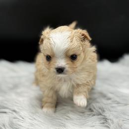 Aros - Cream and white male Chihuahua puppy in Lee Center, New York from Alfheim-Andromeda Chihuahua's (A &A's)